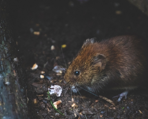 ratto di fogna cavis derattizzione sondrio