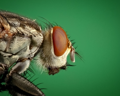 mosca delle feci